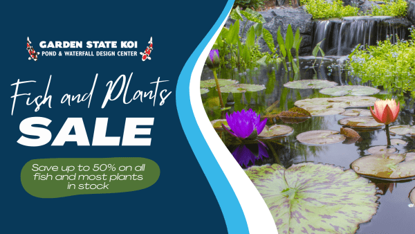 Fish and Plants Sale