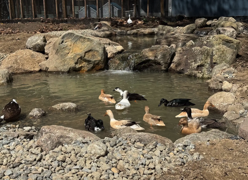 Krissy's ducks enjoying their new ecosystem pond
