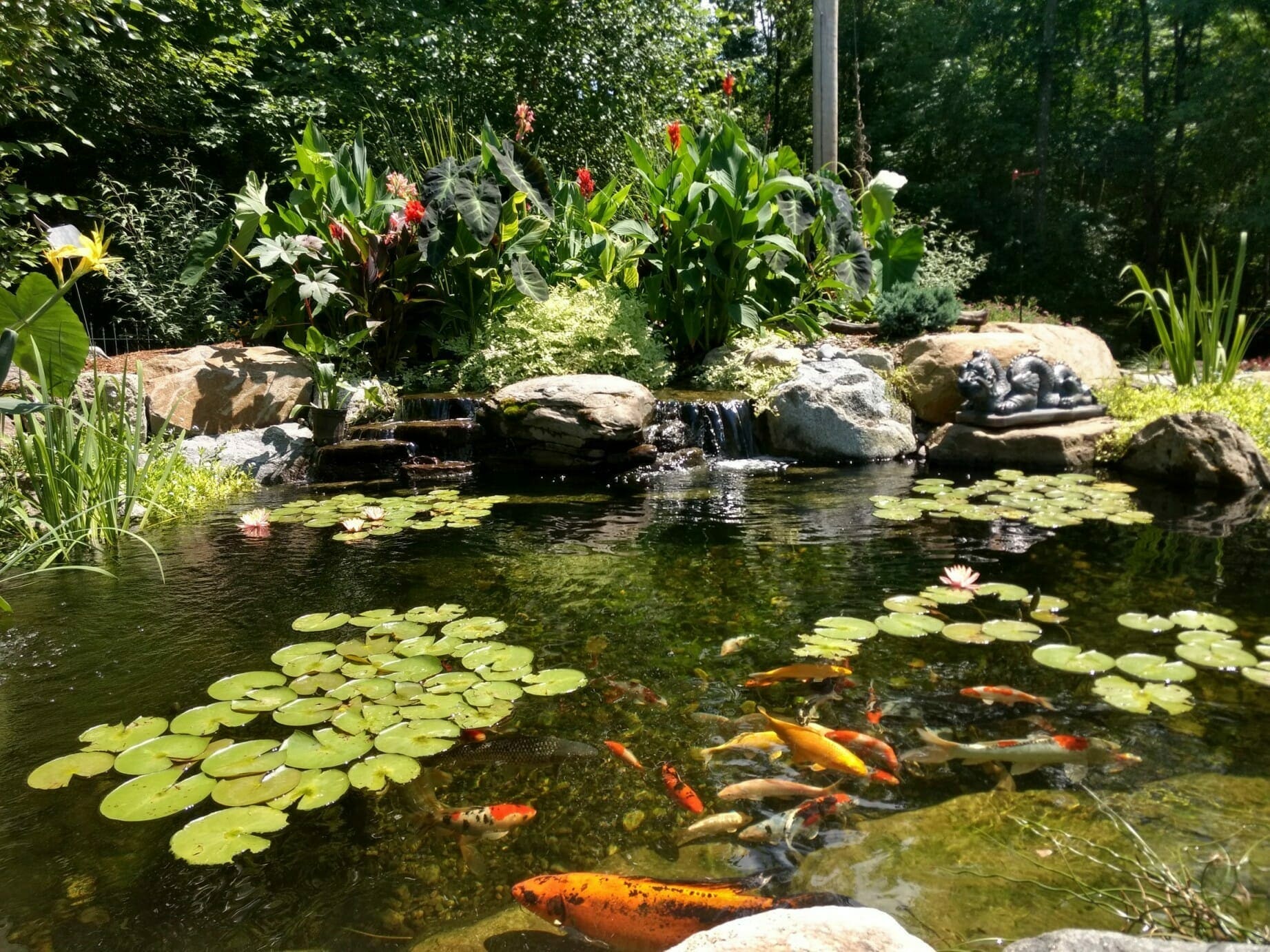 Koi and goldfish swimming beneath water lilies in a clear ecosystem pond