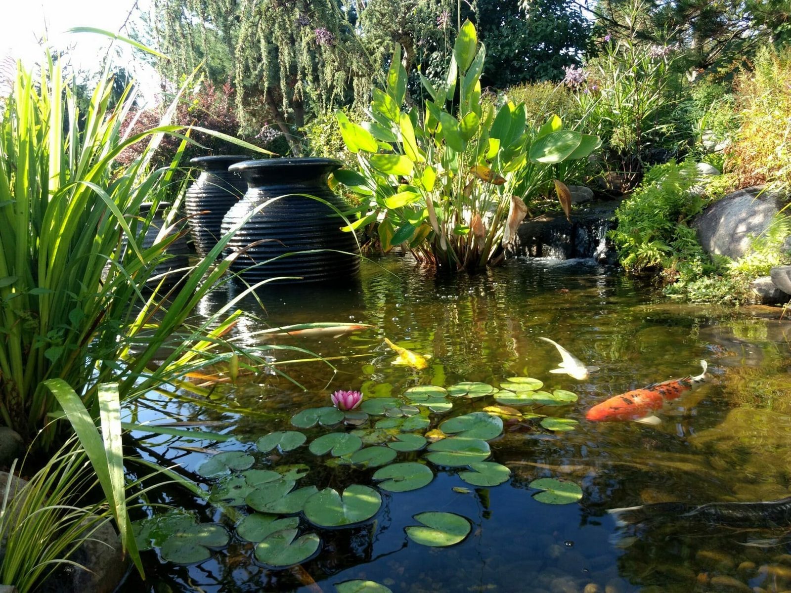 KoiFishPond-Koi-Plants — near Bridgewater, NJ