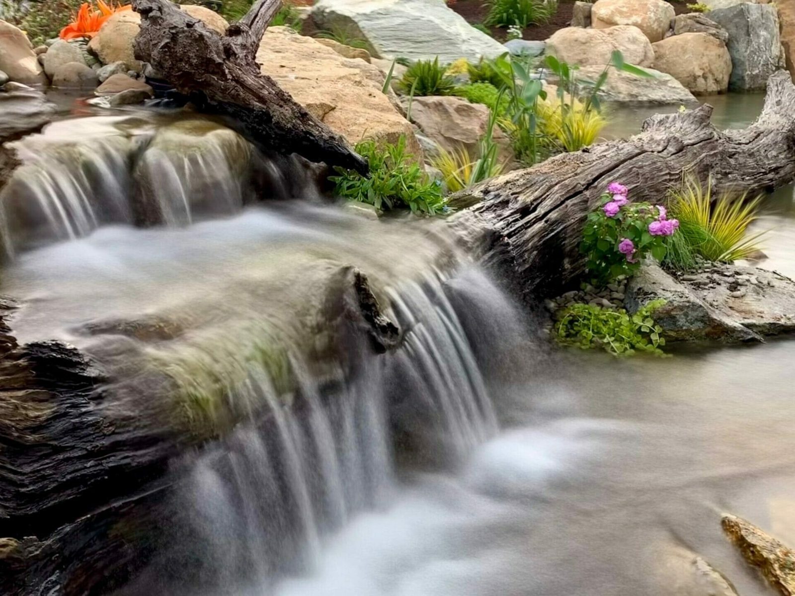 Natural stone pond waterfall cascading around driftwood and flowering plants