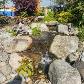 Paradise Pondless