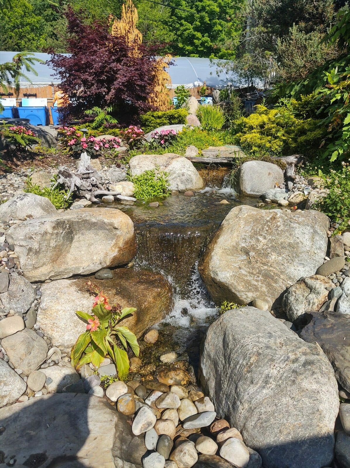 Paradise Pondless