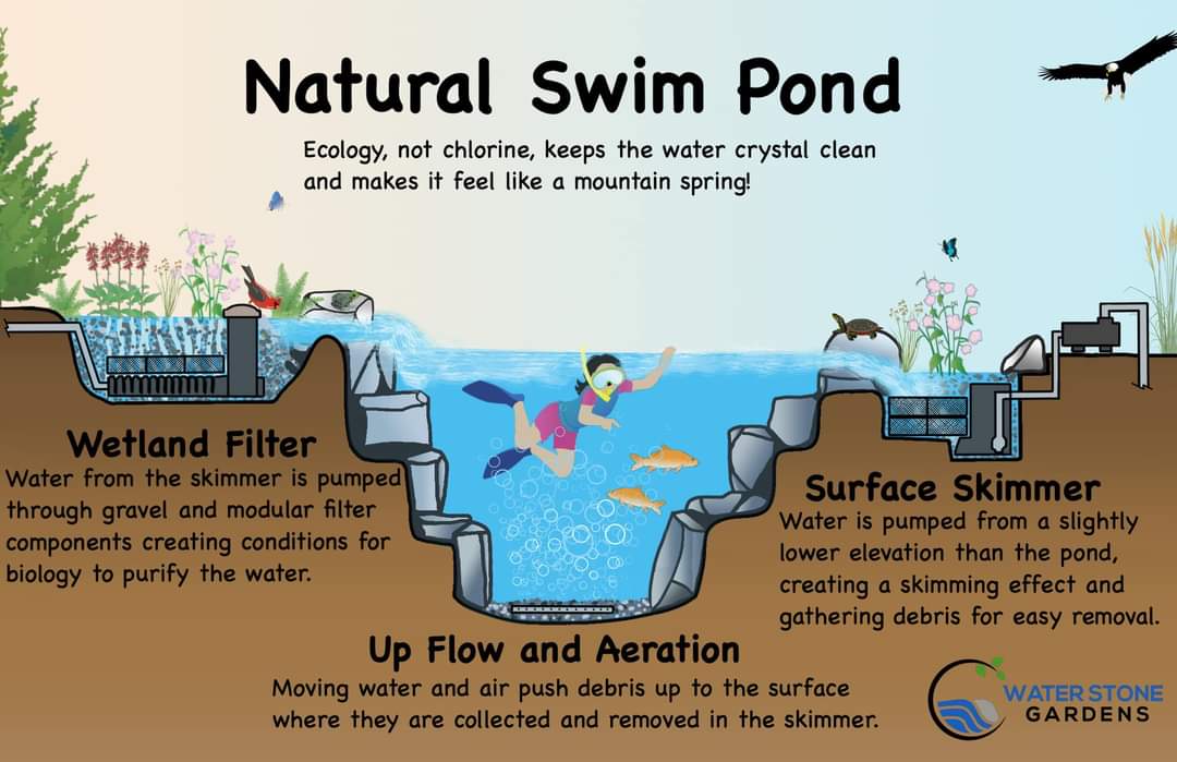 Recreational pond project 3