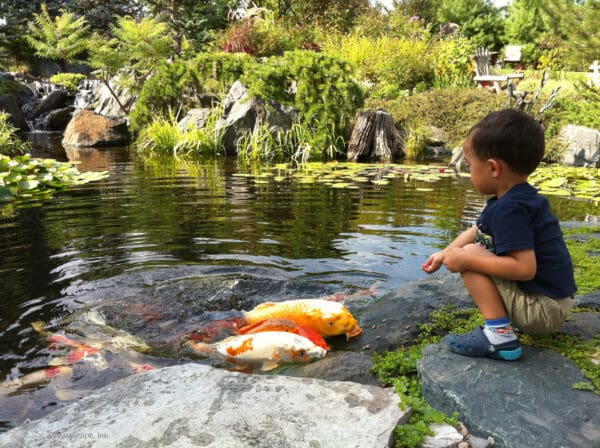 Recreational pond project 14
