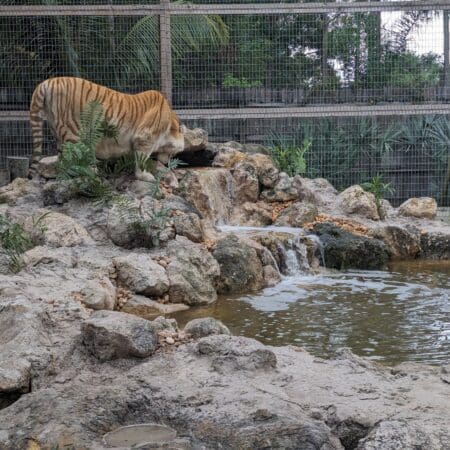 McCarthy’s Wildlife Sanctuary - Photo 4