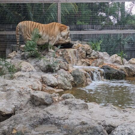 McCarthy’s Wildlife Sanctuary - Photo 8