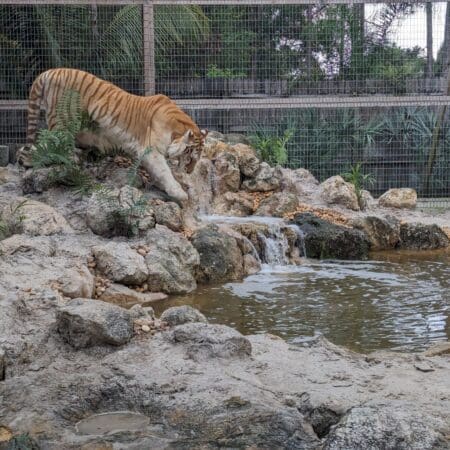 McCarthy’s Wildlife Sanctuary - Photo 11