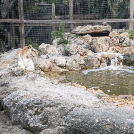 McCarthy’s Wildlife Sanctuary - Photo 12