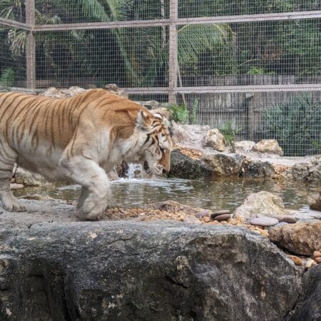McCarthy’s Wildlife Sanctuary - Photo 13