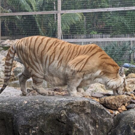 McCarthy’s Wildlife Sanctuary - Photo 15