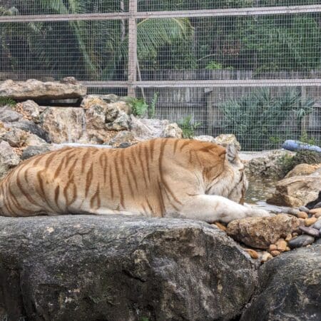 McCarthy’s Wildlife Sanctuary - Photo 14