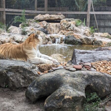 McCarthy’s Wildlife Sanctuary - Photo 16