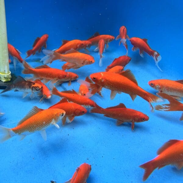 Comet Goldfish