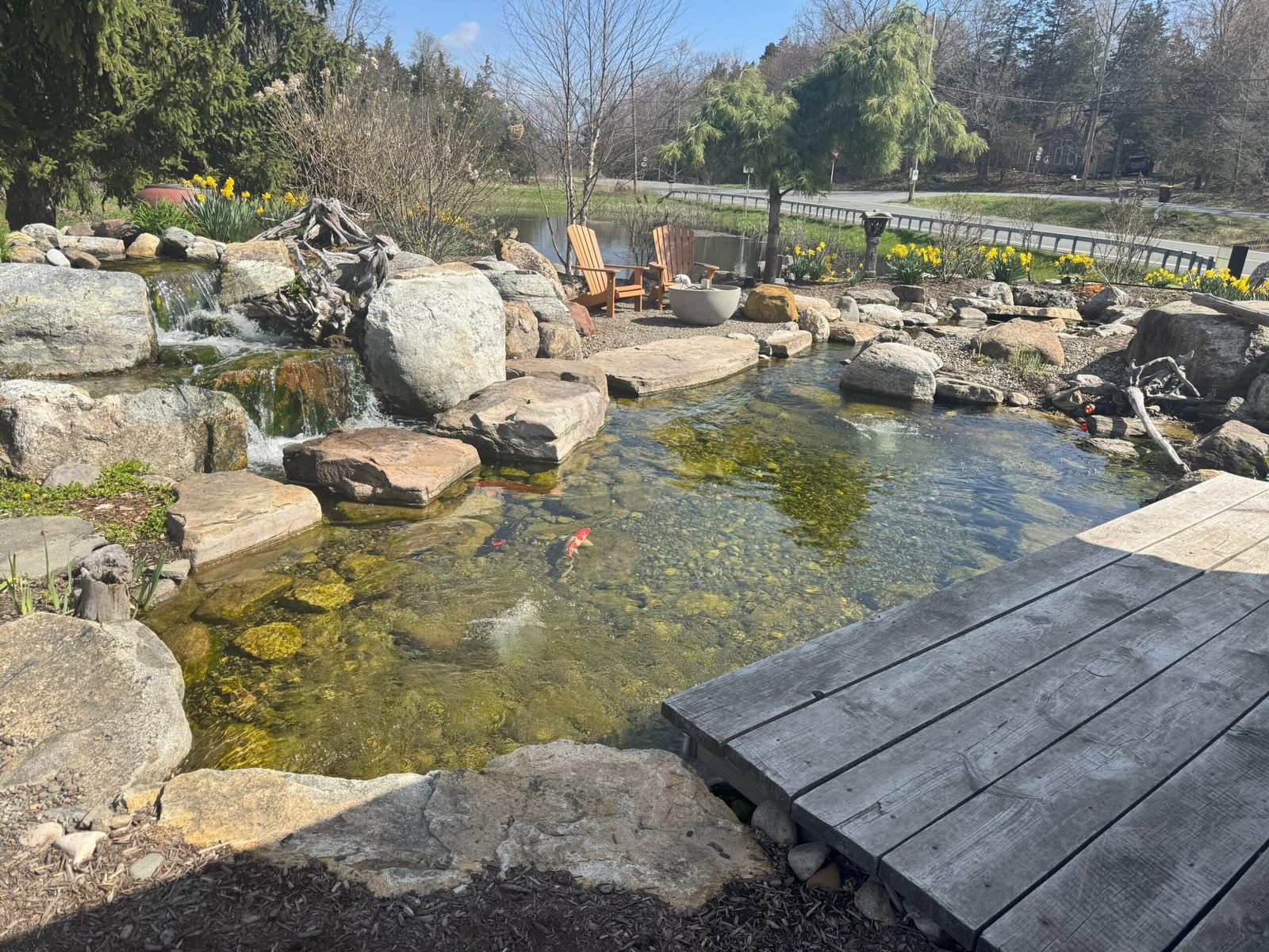 Large lifestyle koi pond built beside a patio for outdoor living