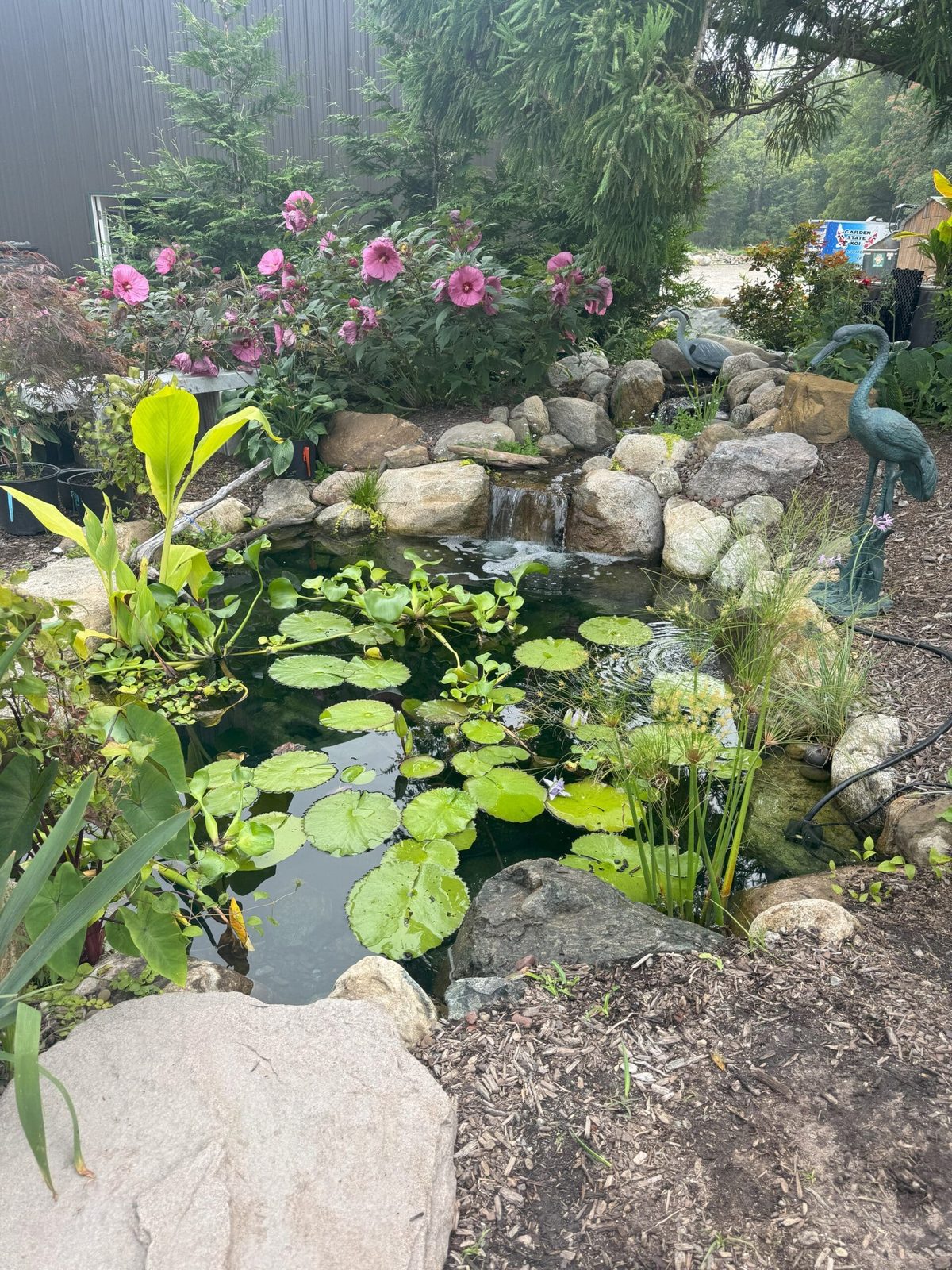 Tranquility Pond