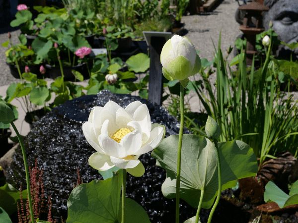 White Lotus Flower