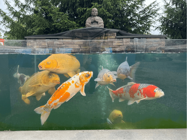 Giant Koi Fish in Koi Kastle