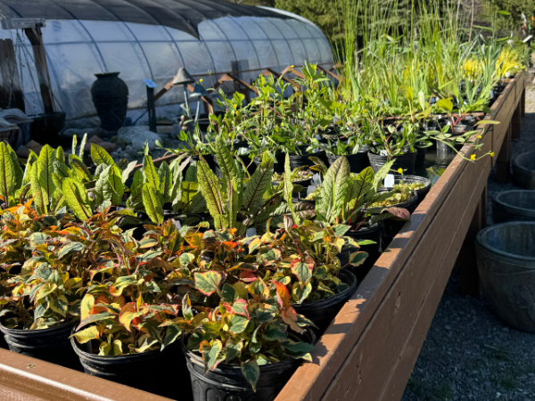 Aquatic pond plants at Garden State Koi retail store