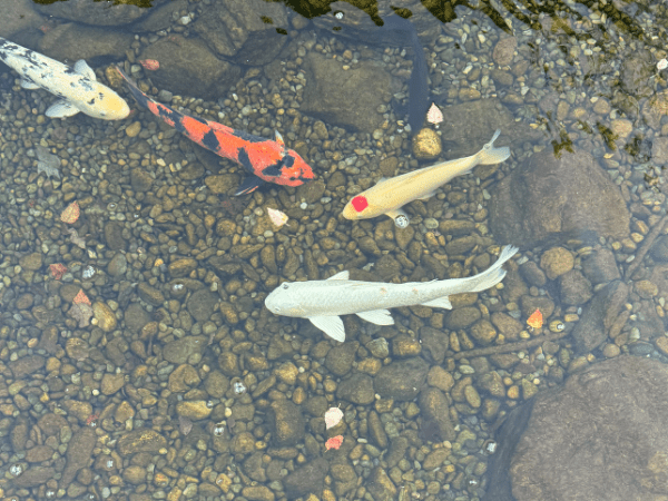 Koi Fish