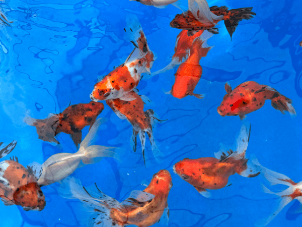 Goldfish