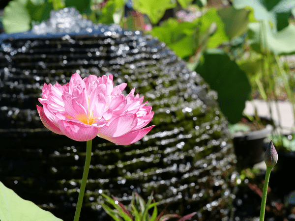 Pink Lotus Flower