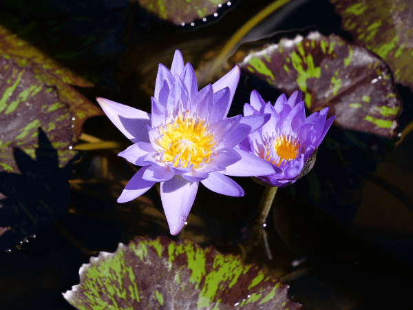 Purple Tropical Water Lily