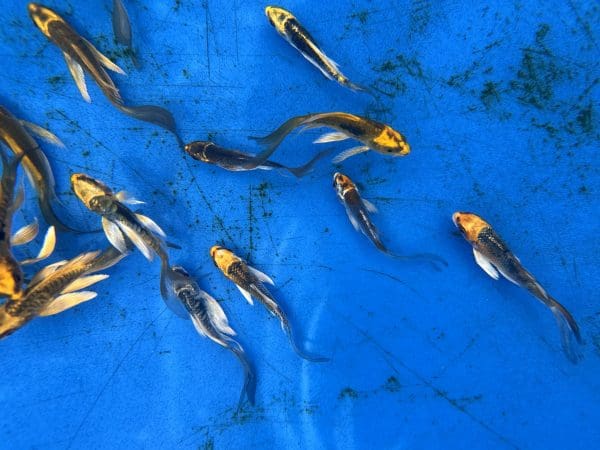 Koi fish