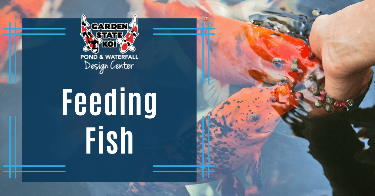 Koi rising to hand feed in spring