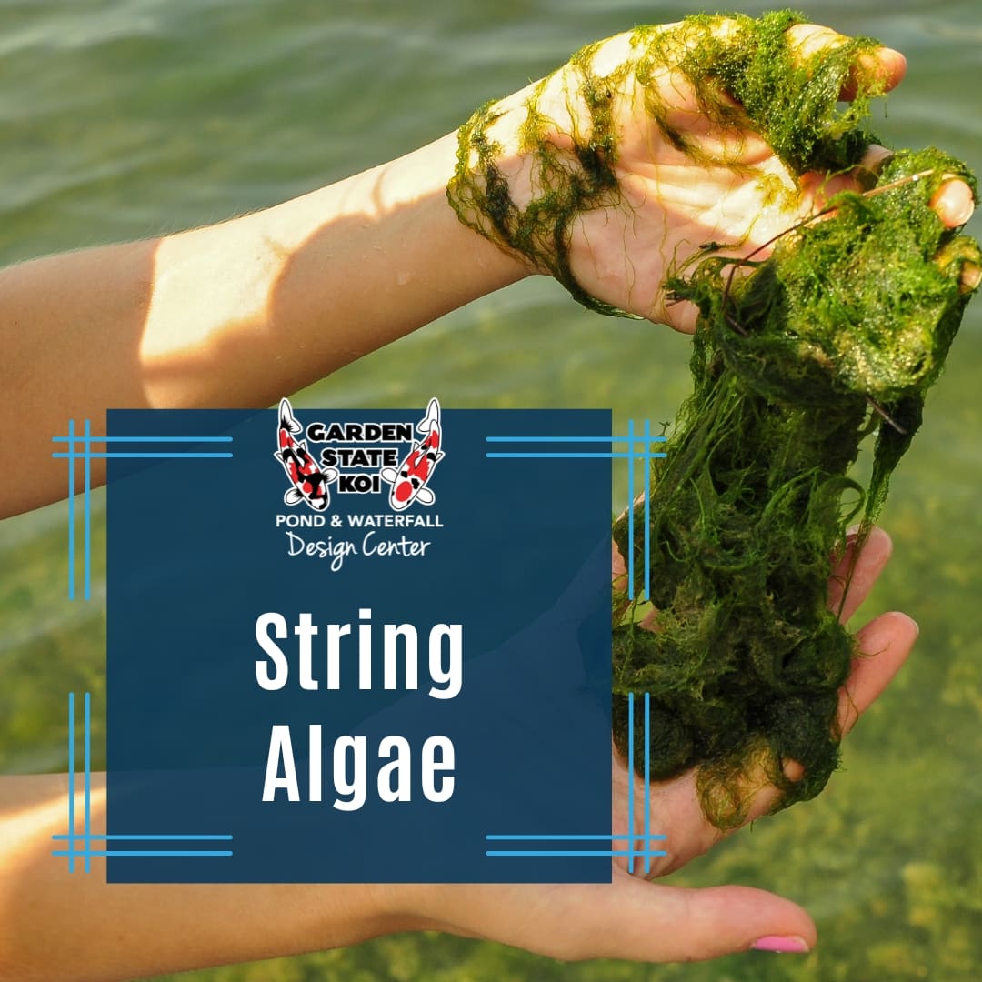 A handful of string algae pulled from a koi pond