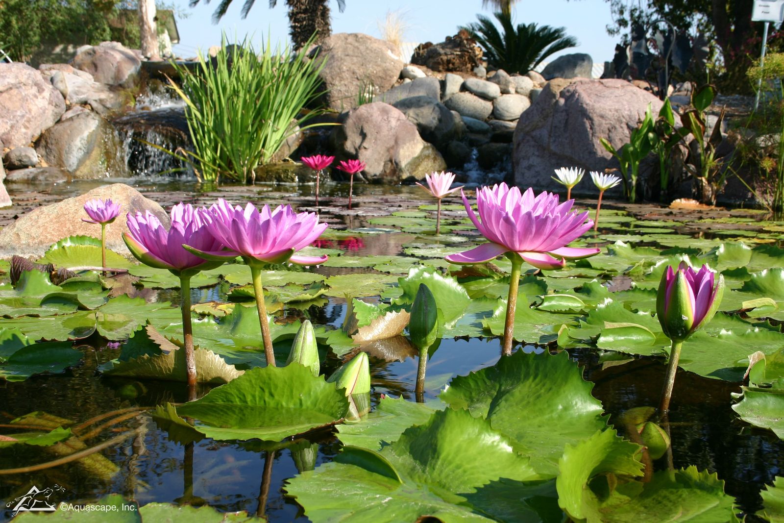 Blooming water lilies and marginal plants covering the surface of a koi pond