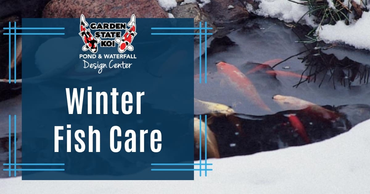 Winter fish care: koi resting in the deep water of a cold pond