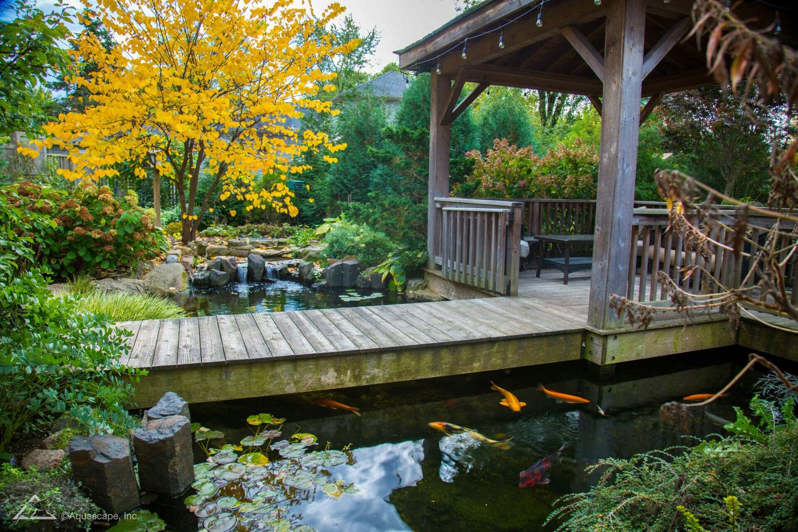 Autumn leaves surrounding a Garden State Koi backyard pond as the seasons change