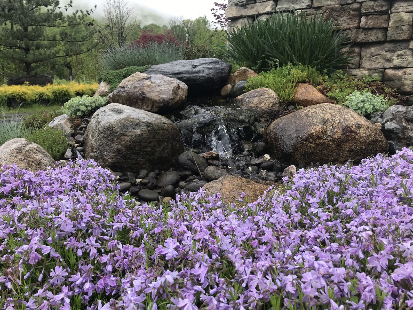 Spring blooms surrounding a newly installed backyard water feature