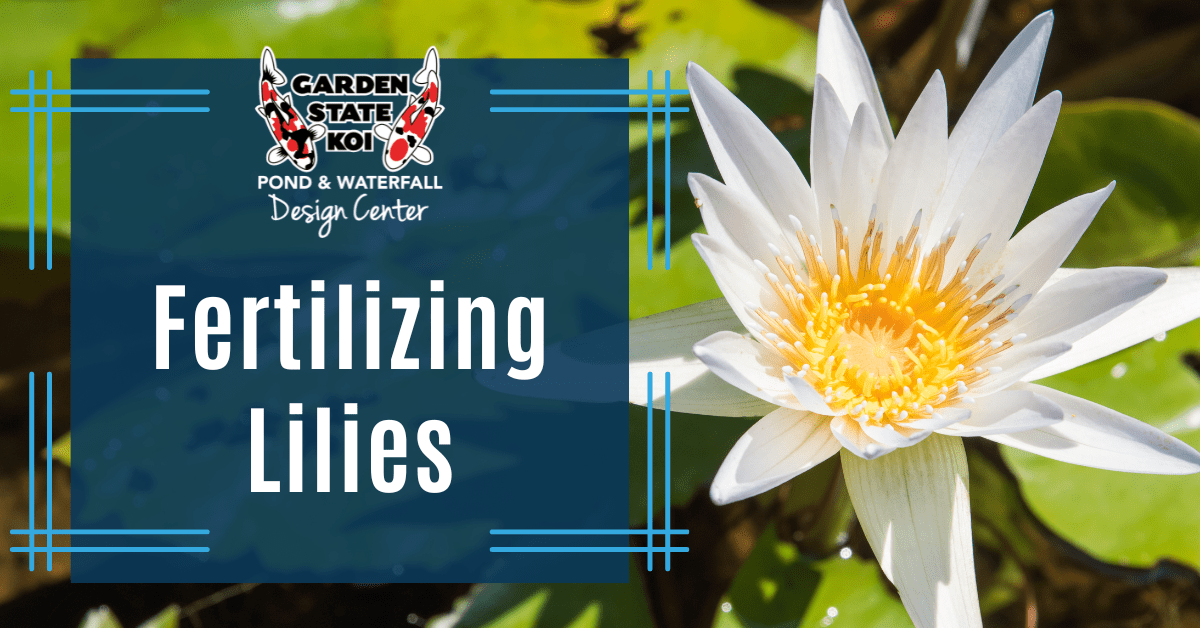 White water lily in bloom after fertilizing