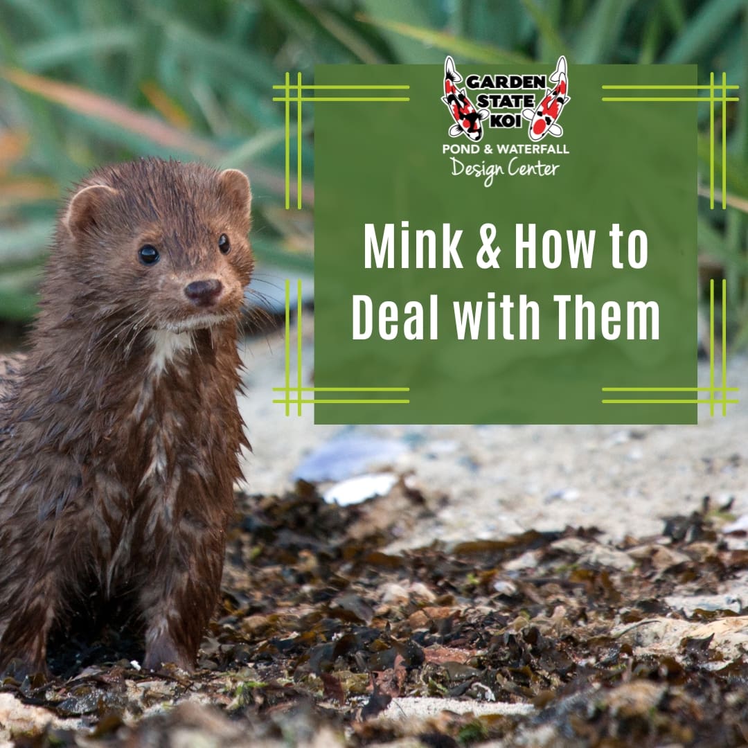 A mink standing on the rocks beside a pond