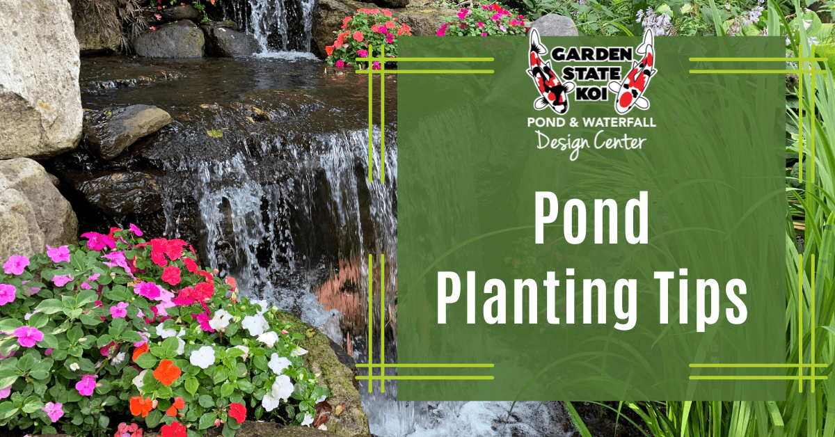 Flowering annuals and aquatic plants around a pond waterfall