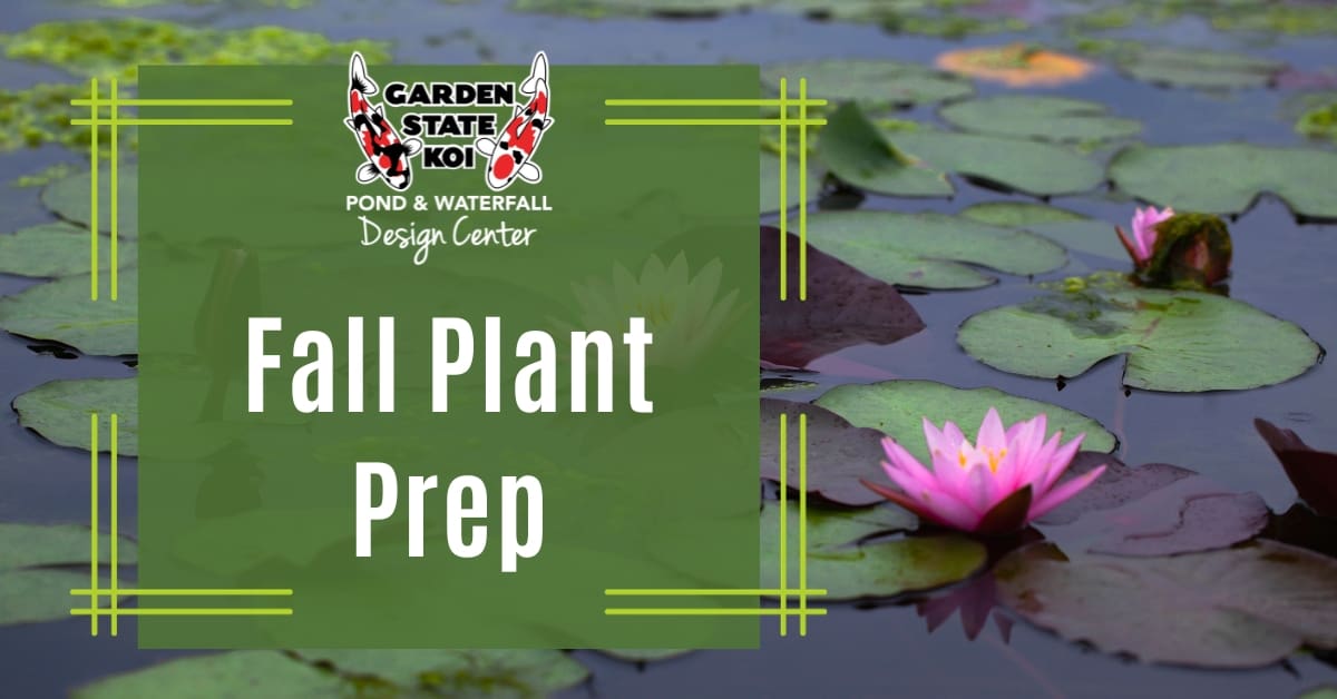 Fall plant prep: water lilies and marginals cut back for the season