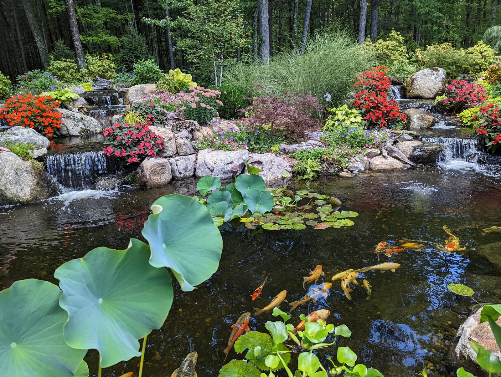 Summer ready koi pond with lilies and clear water under a maintenance program