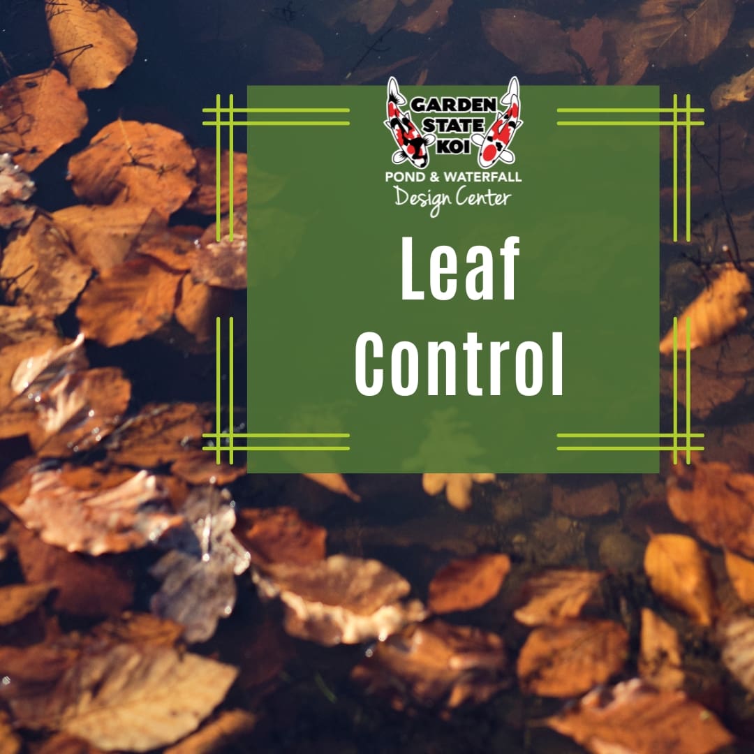 Fallen leaves floating on a pond surface before netting and leaf control