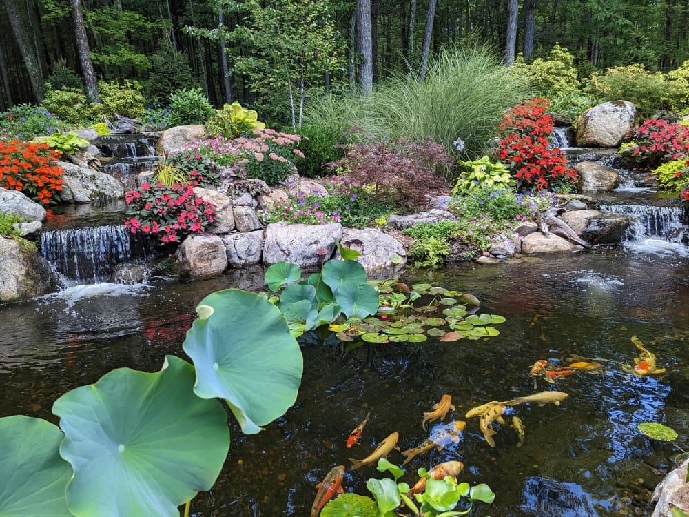 Freshly reopened spring pond with clear water and new plantings
