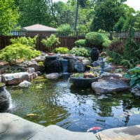 Ecosystem-Pond_13