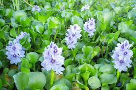 water hyacinth