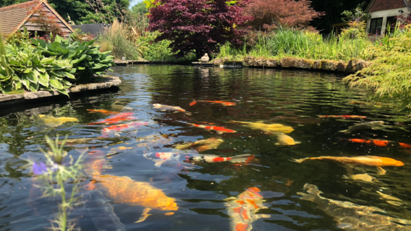 koi pond koi pond