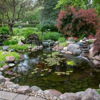 Copy of Ecosystem Pond_12_compressed