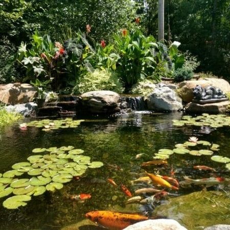 KoiFishPond-Plants KoiFishPond-Plants