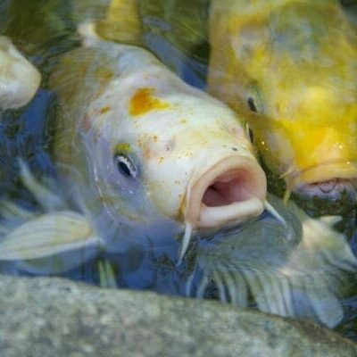 fish 26 orig fish 26 orig