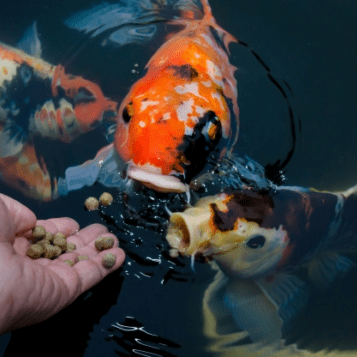 feeding koi feeding koi